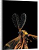Ctenophora ornata (marked crane fly) - male by Anonymous