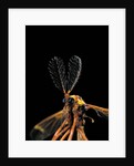 Ctenophora ornata (marked crane fly) - male by Anonymous