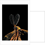 Ctenophora ornata (marked crane fly) - male by Anonymous