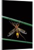 Ctenophora ornata (marked crane fly) - male by Anonymous