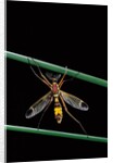Ctenophora ornata (marked crane fly) - male by Anonymous