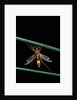 Ctenophora ornata (marked crane fly) - male by Anonymous