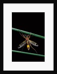 Ctenophora ornata (marked crane fly) - male by Anonymous