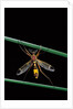 Ctenophora ornata (marked crane fly) - male by Anonymous