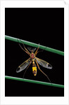 Ctenophora ornata (marked crane fly) - male by Anonymous