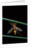 Ctenophora ornata (marked crane fly) - male by Anonymous
