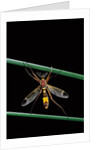 Ctenophora ornata (marked crane fly) - male by Anonymous