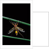 Ctenophora ornata (marked crane fly) - male by Anonymous
