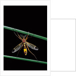 Ctenophora ornata (marked crane fly) - male by Anonymous