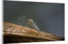 Culex pipiens (common house mosquito) by Anonymous