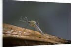 Culex pipiens (common house mosquito) by Anonymous