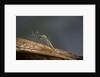 Culex pipiens (common house mosquito) by Anonymous