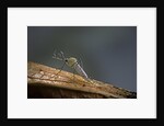 Culex pipiens (common house mosquito) by Anonymous