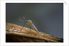 Culex pipiens (common house mosquito) by Anonymous