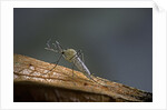 Culex pipiens (common house mosquito) by Anonymous