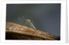 Culex pipiens (common house mosquito) by Anonymous