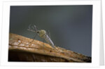 Culex pipiens (common house mosquito) by Anonymous