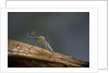 Culex pipiens (common house mosquito) by Anonymous