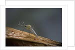 Culex pipiens (common house mosquito) by Anonymous