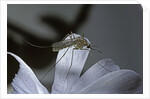 Culex pipiens (common house mosquito) - on a flower by Anonymous
