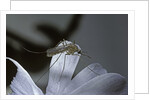 Culex pipiens (common house mosquito) - on a flower by Anonymous