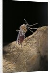Culex pipiens (common house mosquito) - digesting its blood meal by Anonymous