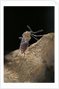 Culex pipiens (common house mosquito) - digesting its blood meal by Anonymous