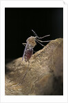 Culex pipiens (common house mosquito) - digesting its blood meal by Anonymous