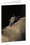 Culex pipiens (common house mosquito) - digesting its blood meal by Anonymous