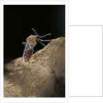 Culex pipiens (common house mosquito) - digesting its blood meal by Anonymous