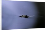 Culex pipiens (common house mosquito) - emerging (a2) by Anonymous