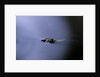 Culex pipiens (common house mosquito) - emerging (a2) by Anonymous