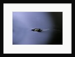 Culex pipiens (common house mosquito) - emerging (a2) by Anonymous