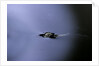 Culex pipiens (common house mosquito) - emerging (a2) by Anonymous