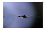 Culex pipiens (common house mosquito) - emerging (a2) by Anonymous