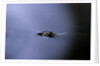 Culex pipiens (common house mosquito) - emerging (a2) by Anonymous