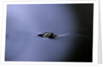 Culex pipiens (common house mosquito) - emerging (a2) by Anonymous