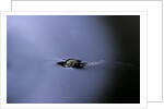 Culex pipiens (common house mosquito) - emerging (a2) by Anonymous