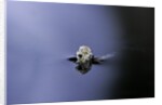 Culex pipiens (common house mosquito) - emerging (a3) by Anonymous