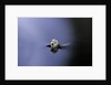 Culex pipiens (common house mosquito) - emerging (a3) by Anonymous