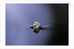 Culex pipiens (common house mosquito) - emerging (a3) by Anonymous