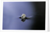 Culex pipiens (common house mosquito) - emerging (a3) by Anonymous