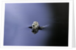 Culex pipiens (common house mosquito) - emerging (a3) by Anonymous