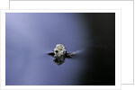 Culex pipiens (common house mosquito) - emerging (a3) by Anonymous