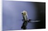 Culex pipiens (common house mosquito) - emerging (a5) by Anonymous