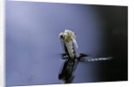 Culex pipiens (common house mosquito) - emerging (a5) by Anonymous