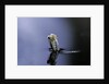 Culex pipiens (common house mosquito) - emerging (a5) by Anonymous