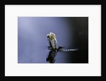 Culex pipiens (common house mosquito) - emerging (a5) by Anonymous