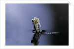 Culex pipiens (common house mosquito) - emerging (a5) by Anonymous