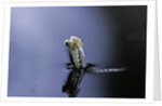 Culex pipiens (common house mosquito) - emerging (a5) by Anonymous